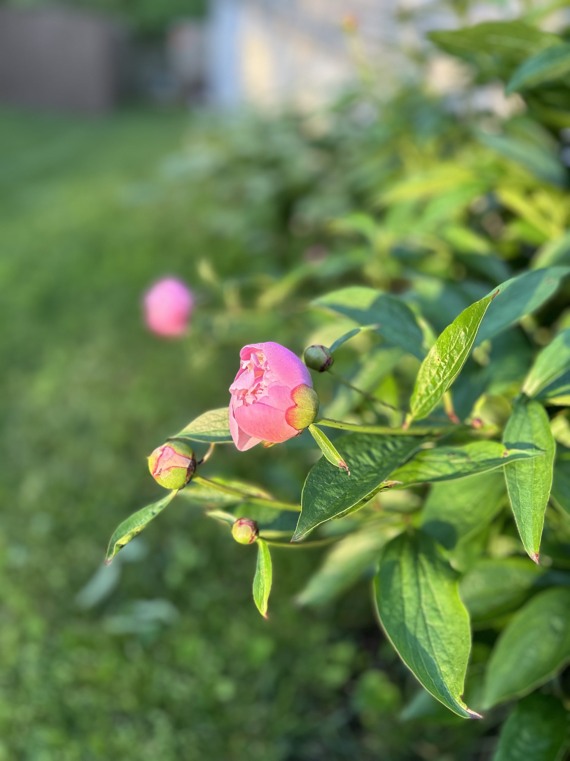 Photo inspiration: Fresh Look at Budget Friendly Garden Makeover How To Create A Beautiful Yard
